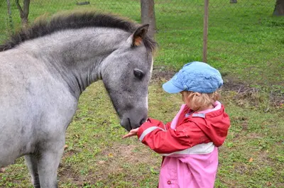 WPBR Welsh Part-Bred , weiße Stutfohlen Winone Alona, Welsh Part-Bred Fohlen - Stute