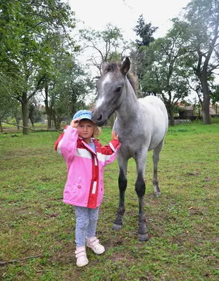 WPBR Welsh Part-Bred , weiße Stutfohlen Winone Alona, Welsh Part-Bred Fohlen - Stute