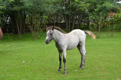 WPBR Welsh Part-Bred , weiße Stutfohlen Winone Alona, Welsh Part-Bred Fohlen - Stute