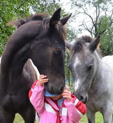 WPBR Welsh Part-Bred , weiße Stutfohlen Winone Alona, Welsh Part-Bred Fohlen - Stute