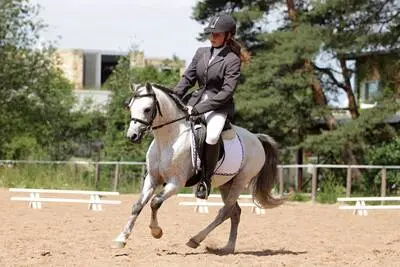 WPBR Welsh Part-Bred , weiße Stutfohlen Winone Alona, Welsh Part-Bred Fohlen - Stute