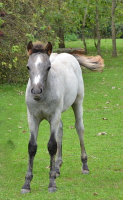 WPBR Welsh Part-Bred , weiße Stutfohlen Winone Alona, Welsh Pony Fohlen - Hengst