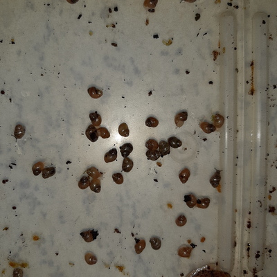 Achatina Fulica Jungtiere/Babys Jungtier - Zwitter