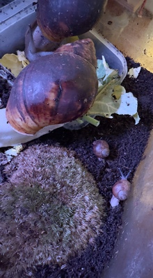 Afrikanische Achat Riesenschnecken Jungtier - Zwitter