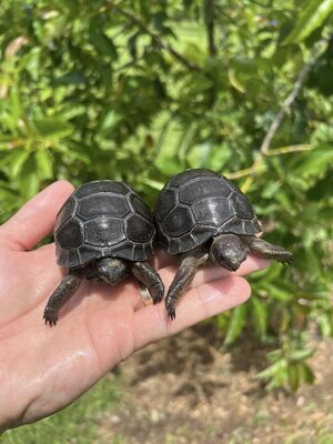 Aldabrachelys gigantea Riesenschildkröte Jungtier - männlich