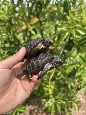 Aldabrachelys gigantea Riesenschildkröte Jungtier - männlich
