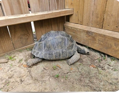 Aldabrachelys gigantea Riesenschildkröte Jungtier - männlich