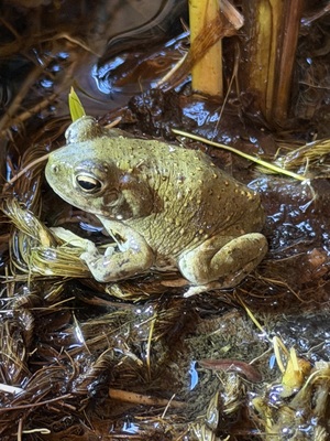 Axolotl Jungtier - unbekannt