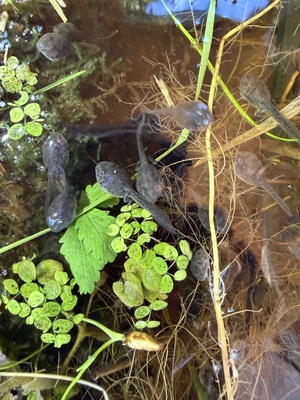 Axolotl Jungtier - unbekannt