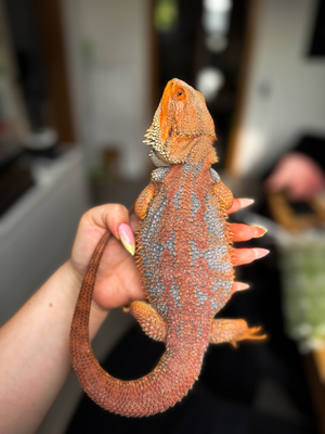 Bartagame Jungtier - unbekannt