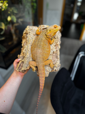 Bartagame Jungtier - unbekannt