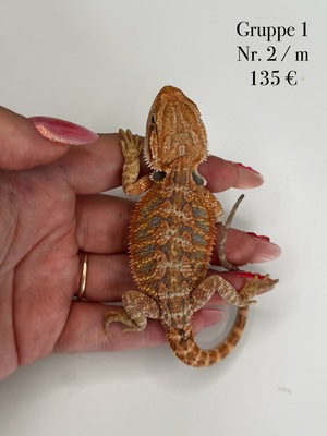 Bartagame Jungtier - unbekannt