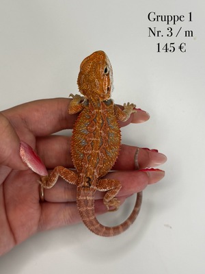 Bartagame Jungtier - unbekannt
