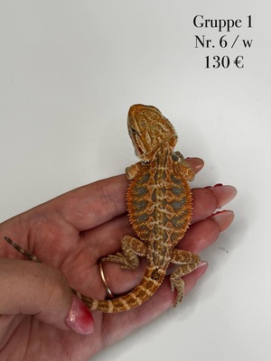 Bartagame Jungtier - unbekannt