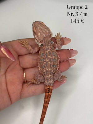 Bartagame Jungtier - unbekannt