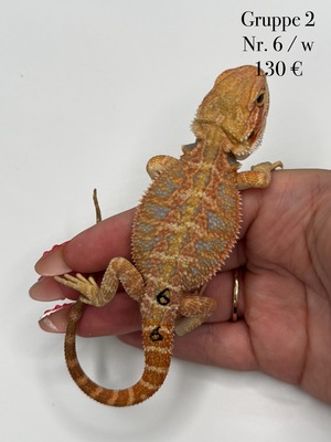 Bartagame Jungtier - unbekannt