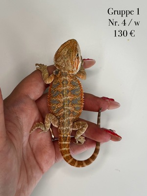 Bartagame Jungtier - unbekannt