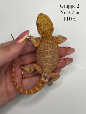 Bartagame Jungtier - unbekannt