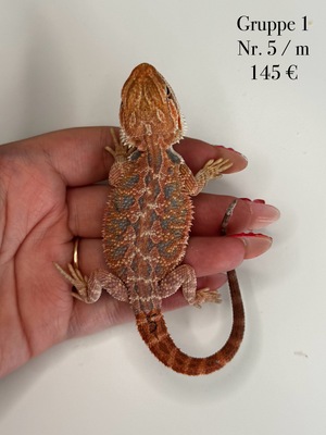 Bartagame Jungtier - unbekannt
