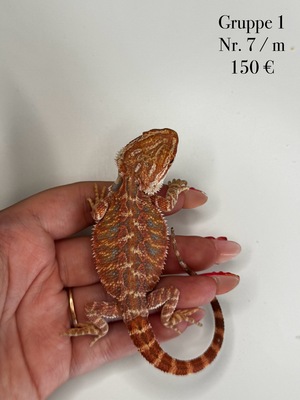 Bartagame Jungtier - unbekannt