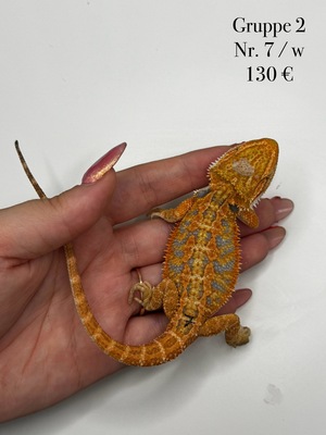 Bartagame Jungtier - unbekannt