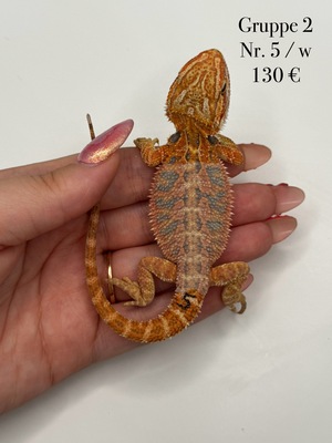 Bartagame Jungtier - unbekannt