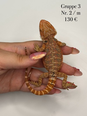 Bartagame Jungtier - unbekannt