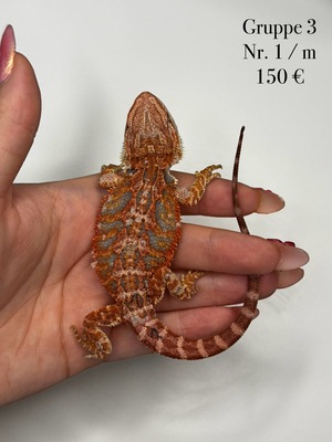 Bartagame Jungtier - unbekannt