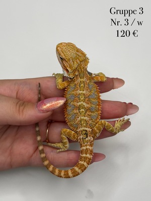 Bartagame Jungtier - unbekannt