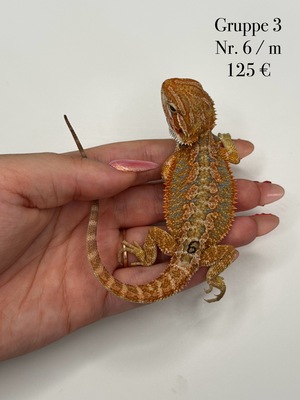Bartagame Jungtier - unbekannt