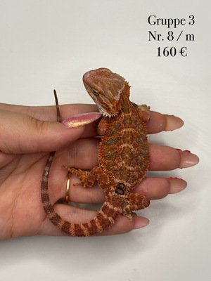 Bartagame Jungtier - unbekannt