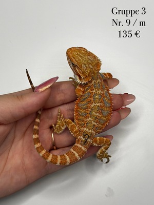 Bartagame Jungtier - unbekannt