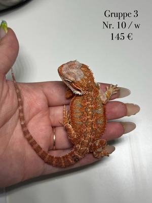 Bartagame Jungtier - unbekannt