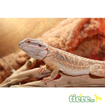 Bartagame - männlich