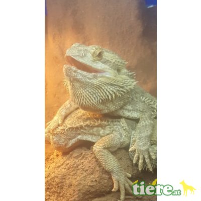 Bartagame - männlich