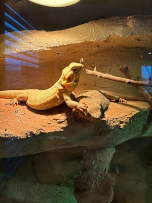 Bartagame - weiblich