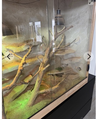 Bartagame - weiblich