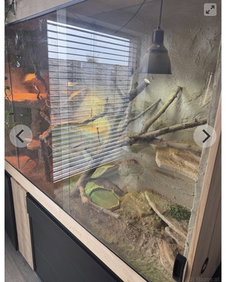 Bartagame - weiblich