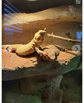 Bartagame - weiblich