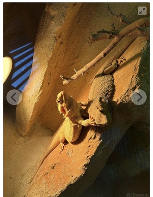 Bartagame - weiblich