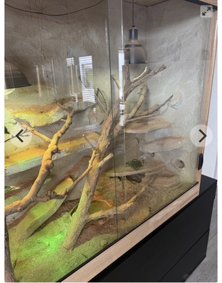 Bartagame - weiblich