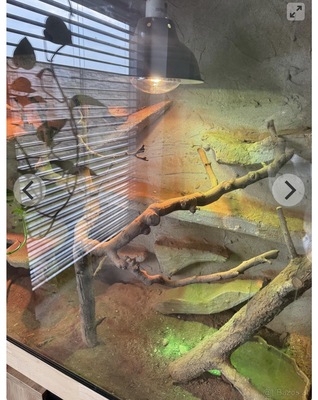 Bartagame - weiblich