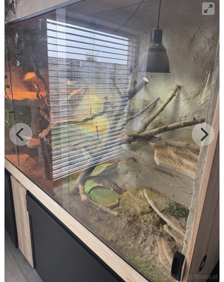 Bartagame - weiblich