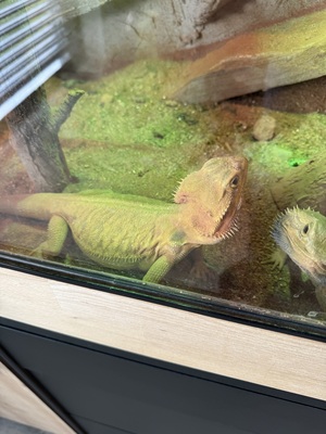 Bartagame - weiblich