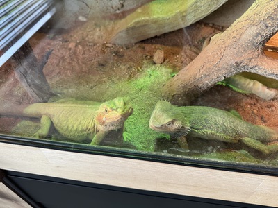 Bartagame - weiblich
