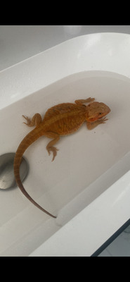 Bartagame - weiblich
