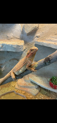 Bartagame - weiblich