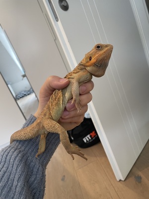 Bartagame - weiblich
