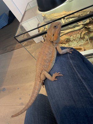 Bartagame - weiblich