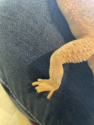 Bartagame - weiblich
